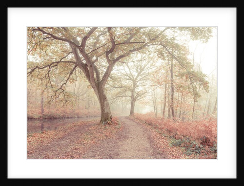 Misty forest by Assaf Frank